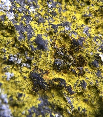 Chrysothrix insulizans