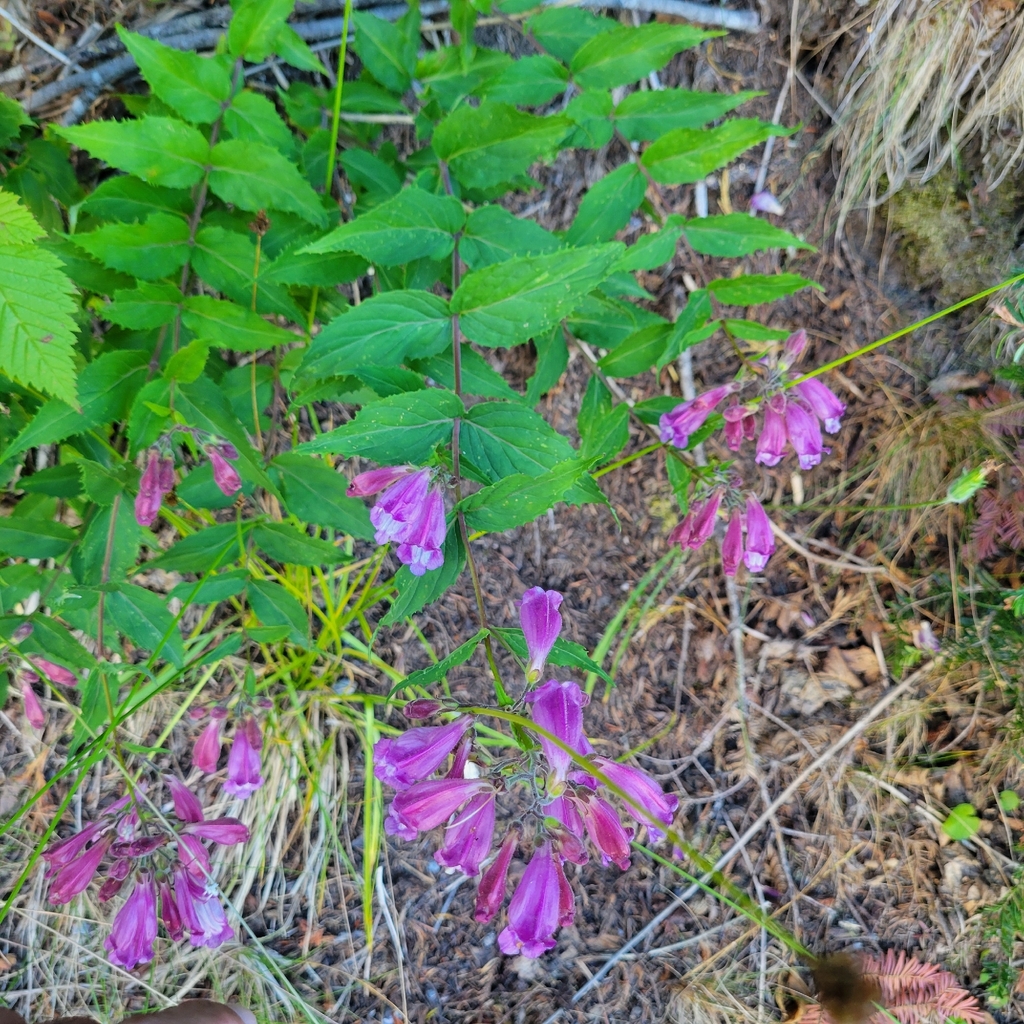 Nothochelone nemorosa; photograph author not stated, no rights reserved