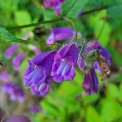author not stated, no rights reserved Nothochelone nemorosa, photograph author not stated, no rights reserved