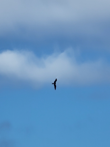 Aves observed 2026-08-09