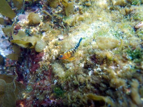 Notoclinops segmentatus