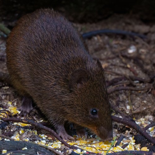 Atlantic Forest Hocicudo