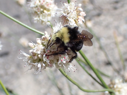 iNaturalist observation photo of Yellow-faced Bumble Bee