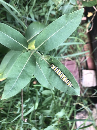 Monarch