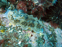 Dendrodoris krusensternii