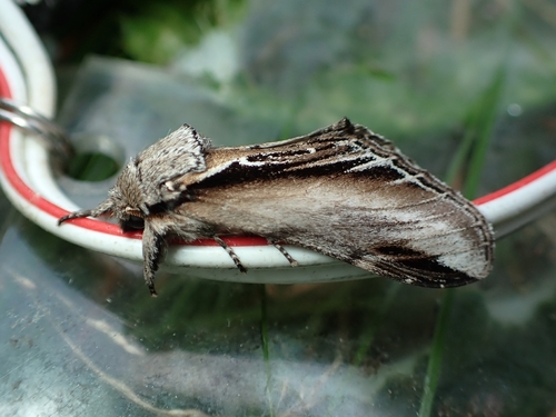 Swallow Prominent