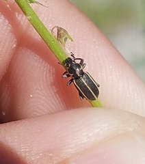Eudiagogus maryae
