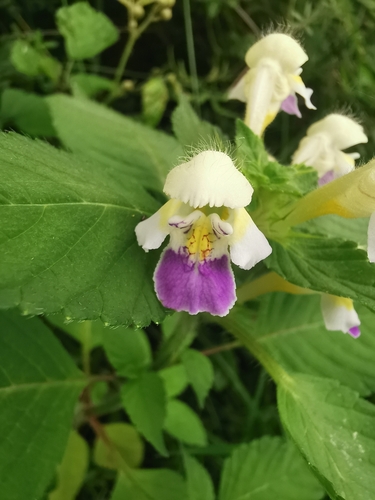 Large-flowered Hemp-nettle