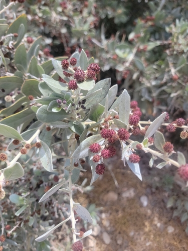 Conocarpus erectus observed 2026-08-09
