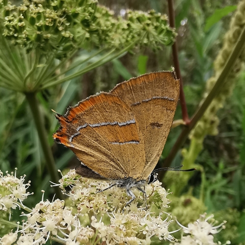Brown Hairstreak