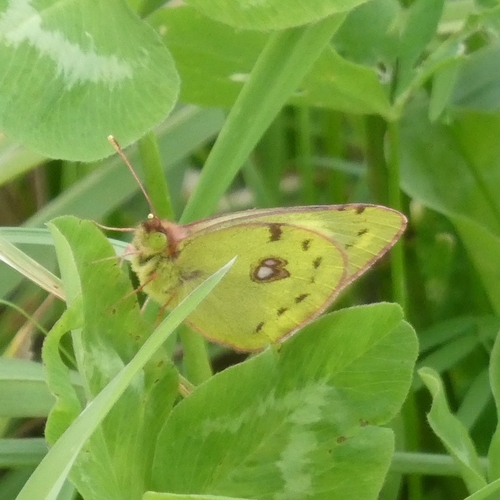 Pale Clouded Yellow