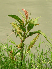Persicaria senegalensis
