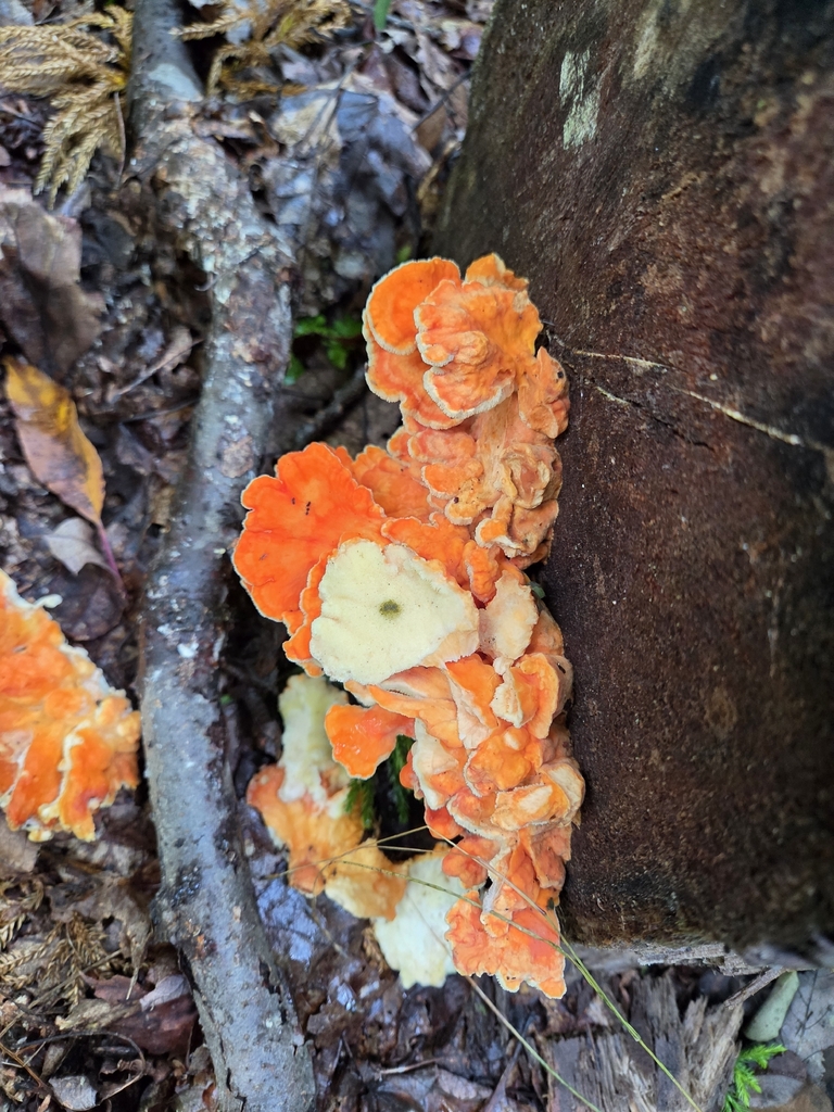 chicken of the woods · August 2026 · photo: Photo: (c) Leora Fitz, some rights reserved (CC BY) · iNaturalist