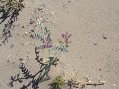 Astragalus lentiginosus variabilis