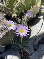 Erigeron argentatus