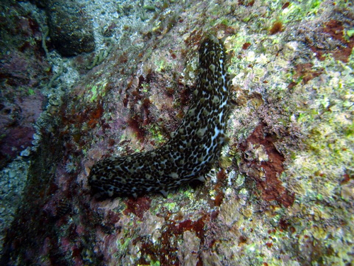 Australostichopus mollis