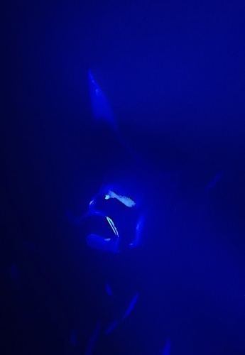 Mobula, 2026-08-05