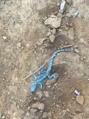 Urosaurus auriculatus