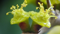 Euphorbia
