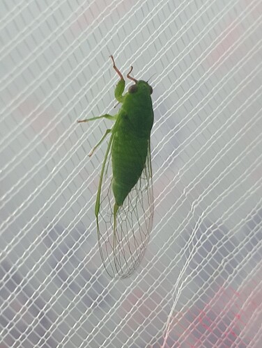 Phyllophora observed 2026-07-31