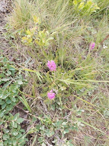 Erica spiculifolia, photograph 5