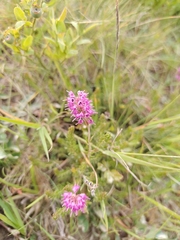 Erica spiculifolia, photograph author not stated, no rights reserved