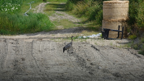 Common Crane