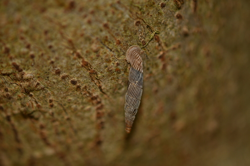 Agathylla exarata observed 2026-07-23