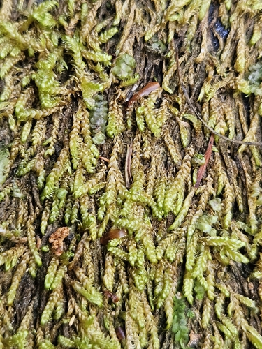 Hygrohypnella ochracea observed 2026-08-08