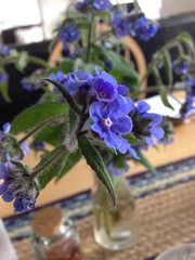 Pentaglottis sempervirens