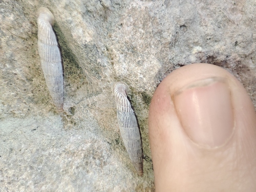 Agathylla exarata observed 2026-07-23
