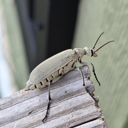 Neck-lined Blister Beetle