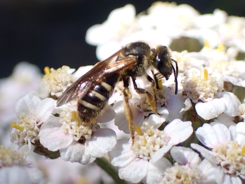iNaturalist observation photo of Wide-striped Sweat Bee