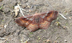 Leptostales rubromarginaria