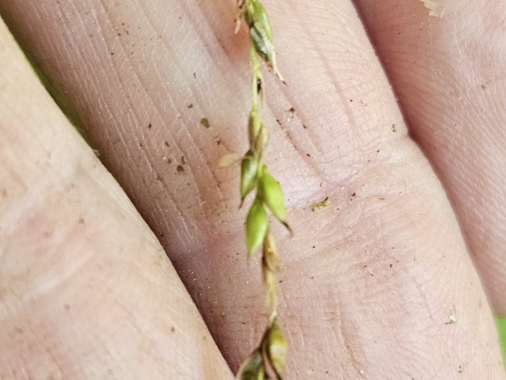 Carex arctata; photograph (c) Norma Malinowski, some rights reserved (CC BY)
