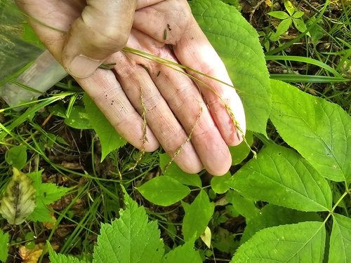 Carex arctata, photograph 3