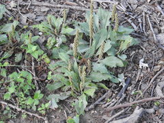Plantago