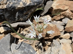 Allium nevadense