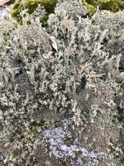 Cladonia strepsilis