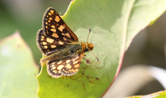 Carterocephalus skada