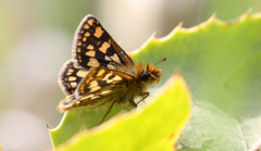 Carterocephalus skada