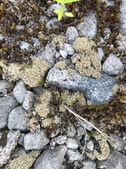 Cladonia strepsilis