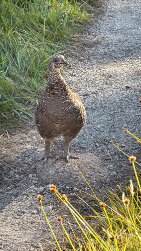 iNaturalist observation photo of Sooty Grouse