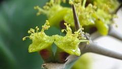 Euphorbia