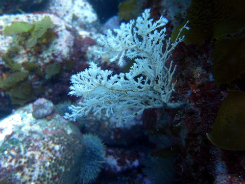 Solanderiidae