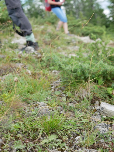 Trisetum alpestre, 2026-08-07