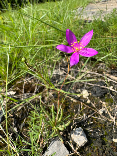 Phemeranthus calcaricus, photograph 1