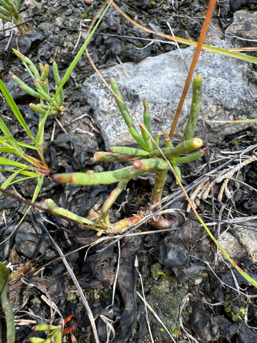 Phemeranthus calcaricus, photograph 2