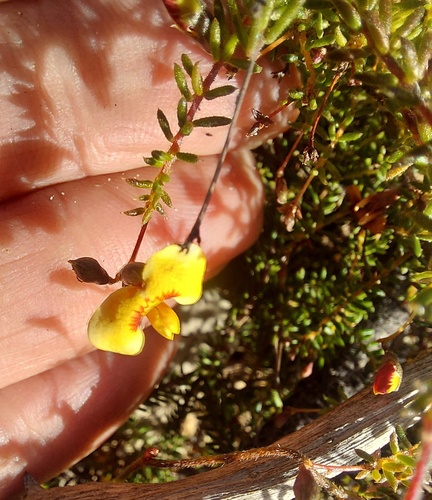 Dillwynia trichopoda, 2026-08-08