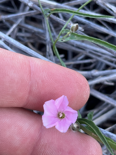Australian bindweed